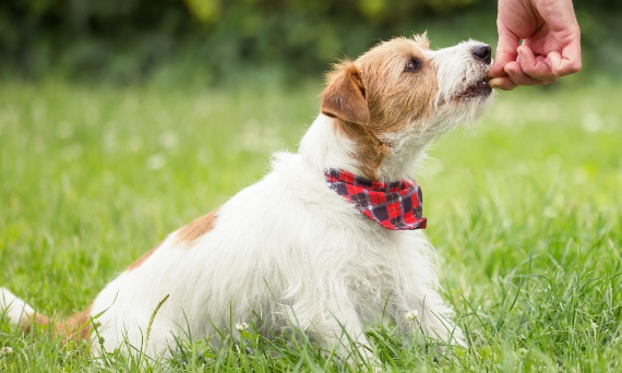 Smakołyki pod lupą: Jak nagrody kształtują zachowanie psa